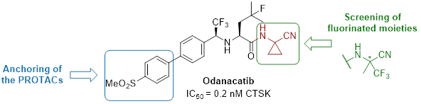 cathepsin K