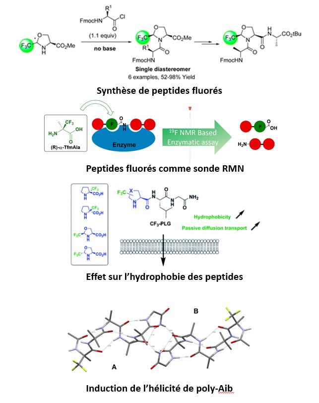 pseudopept1